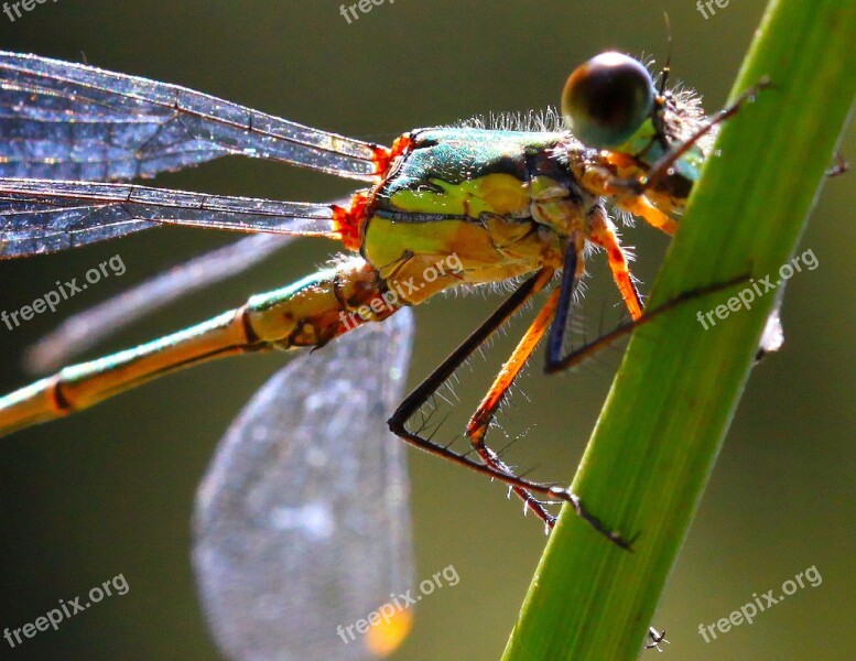 Dragonfly Insect Nature Free Photos