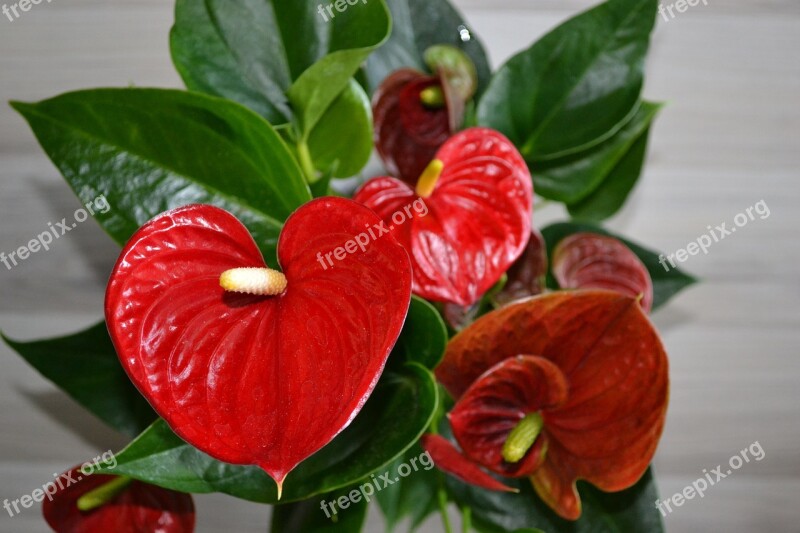 Flamingo Flower Plant Houseplant Red Heart