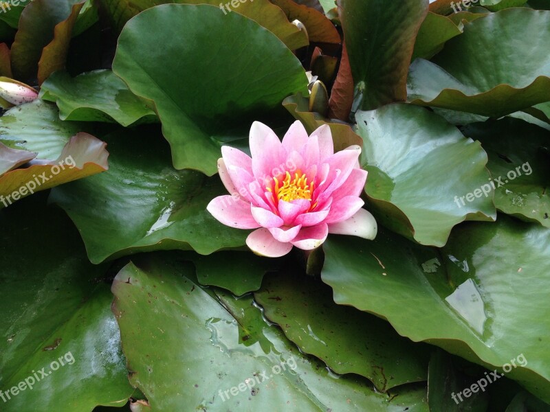 Water Rose Pond Beautiful Aquatic Plant Pond Plant