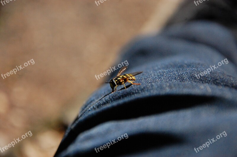 Bee Pants Macro Insect Free Photos