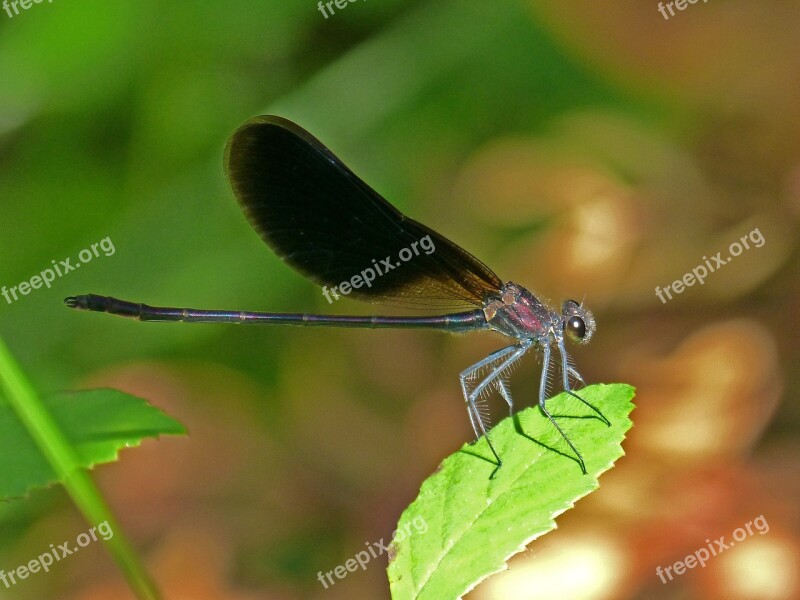 Libella Black Dragonfly Calopteryx Haemorrhoidalis Beauty Iridescent