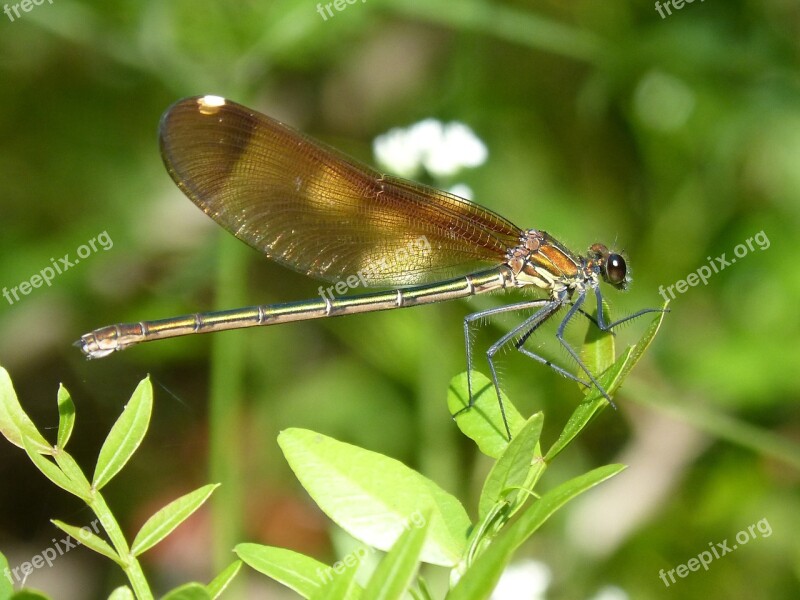 Libella Black Dragonfly Calopteryx Haemorrhoidalis Beauty Iridescent