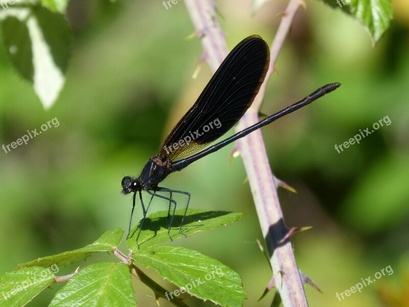 Libella Black Dragonfly Calopteryx Haemorrhoidalis Beauty Iridescent