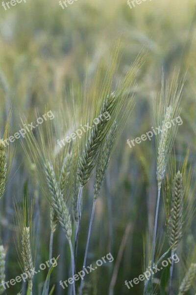 Corn Rye Field The Cultivation Of Free Photos