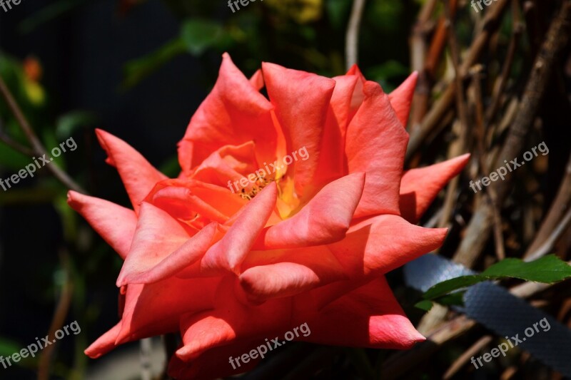 Orange Rose Rose Orange Nature Garden