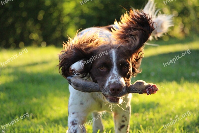 Springer Spaniel Dog Training Hunting Dog Pet