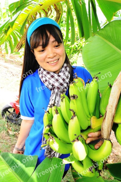 Pear Tet Holiday Vietnam Neck Flower