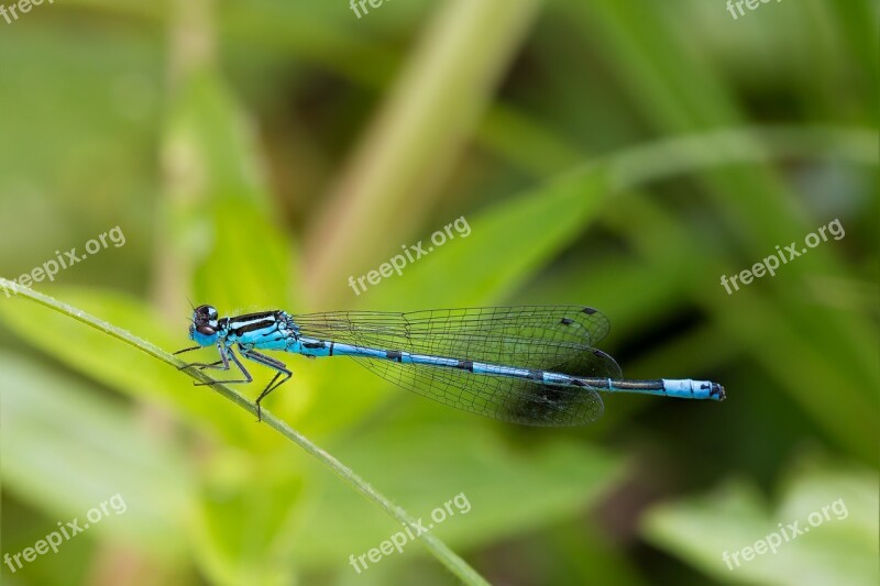 Dragonfly Macro Close Up Insect Animal