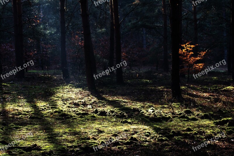 Forest Autumn Light Light Beam Lighting