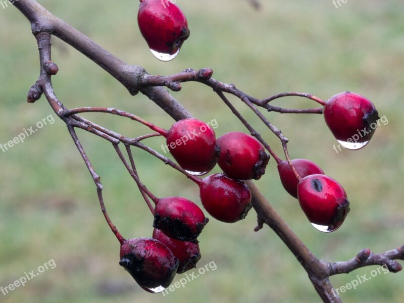 Berries Red Weissdorn Berry Red Close Up