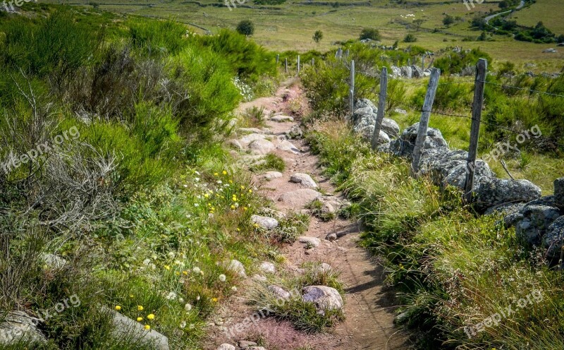 Path Aubrac Nature France Field