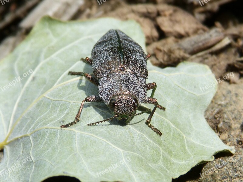 Beetle Golden Scarab Leaf Coleoptera Bright