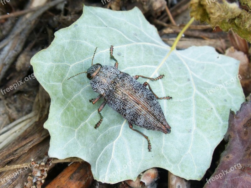 Beetle Golden Scarab Leaf Coleoptera Bright