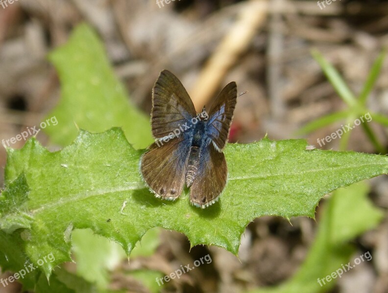 Butterfly Teenindusega Boeticus Blaveta Dels Guisantes Free Photos