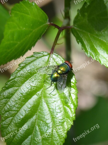 Greenfly Fly Vironera Calliphora Vicina Botfly Iridescent