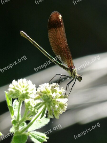 Libella Black Dragonfly Calopteryx Haemorrhoidalis Beauty Iridescent