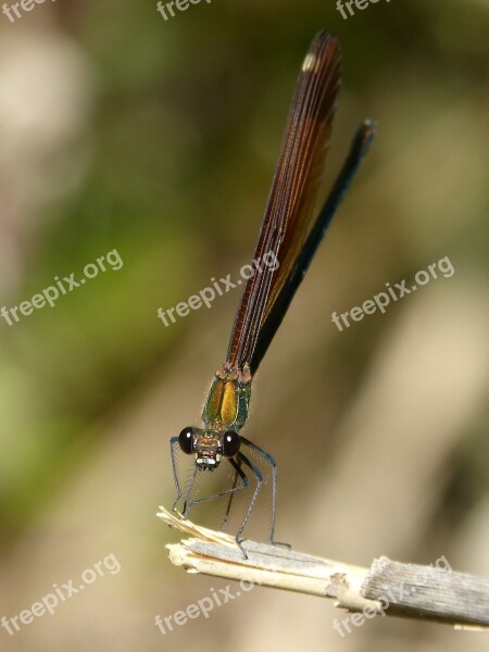 Libella Black Dragonfly Calopteryx Haemorrhoidalis Beauty Iridescent