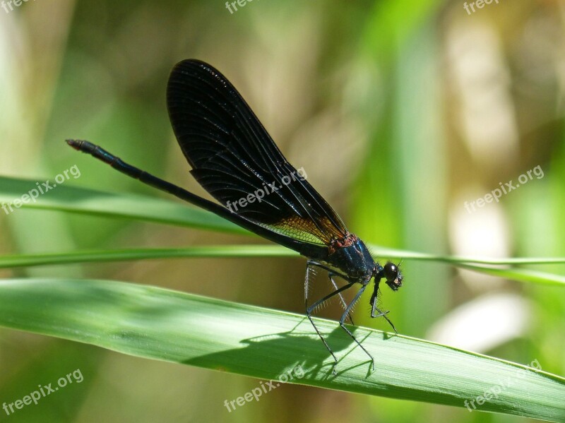 Libella Black Dragonfly Calopteryx Haemorrhoidalis Beauty Iridescent