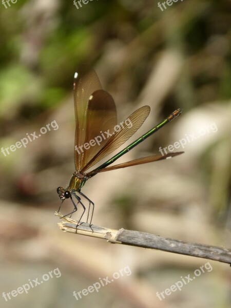 Libella Black Dragonfly Calopteryx Haemorrhoidalis Beauty Iridescent