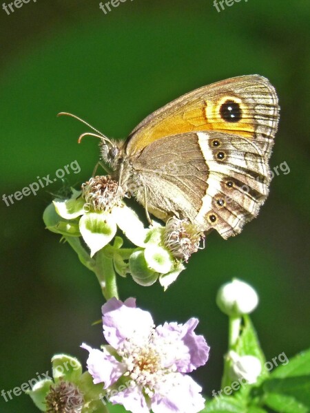 Lobito List Blackberry Butterfly Cintada Saltabardisses Pyronia Bathseba