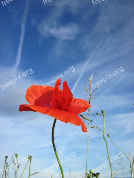 Poppy Red Sky Blue Red Poppy