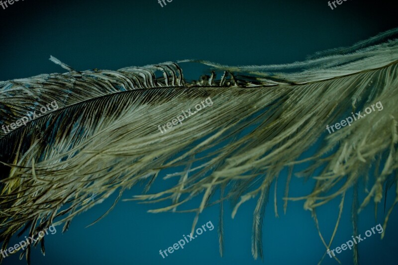 Ostrich Feather Feather Ease Strauss Close Up