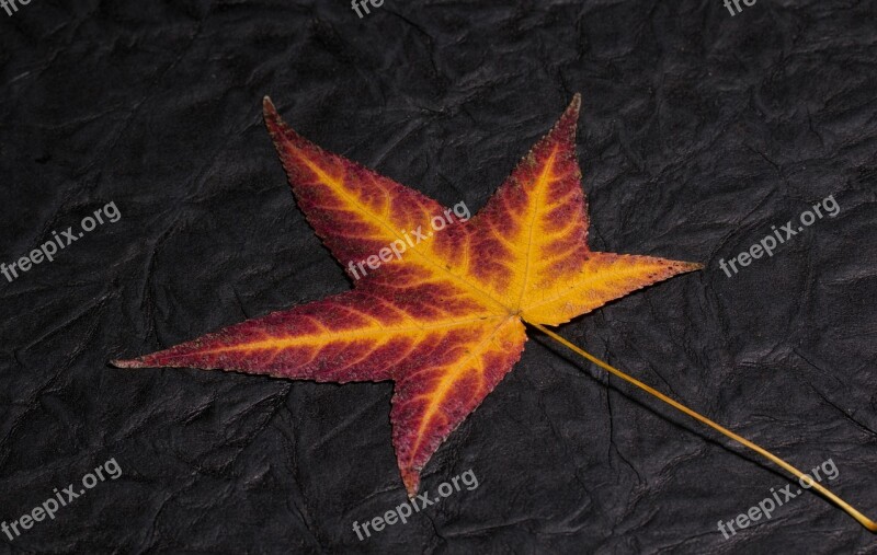 Leaf Foliage Leaf Colorful Structure Background