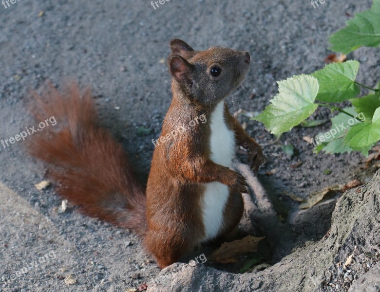 Squirrel Animal Nature Tree Forest