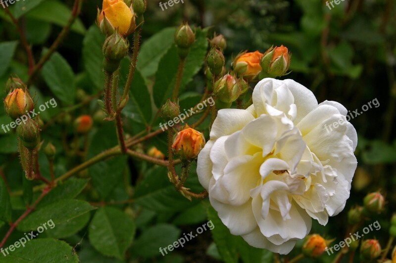 Ghislaine De Filigonde Rose Rampler Rose Rampler Climbing Rose