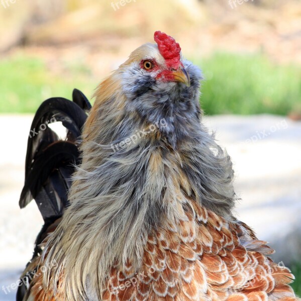 Rooster Cockerel Chicken Poultry Bird