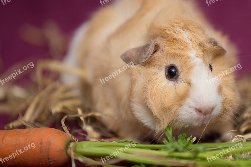 Guinea Pig Pet Nager Scorpionfish Rodent