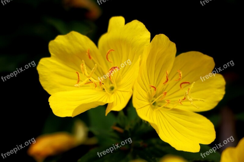 Evening Primrose Plants Flowers Nature Tabitha