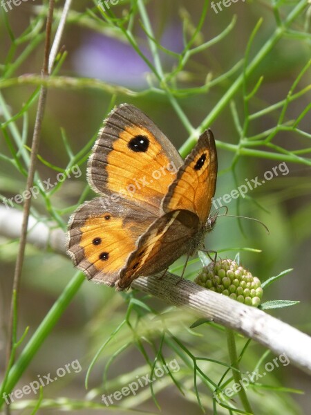 Lobito List Butterfly Orange Pyronia Bathseba Libar