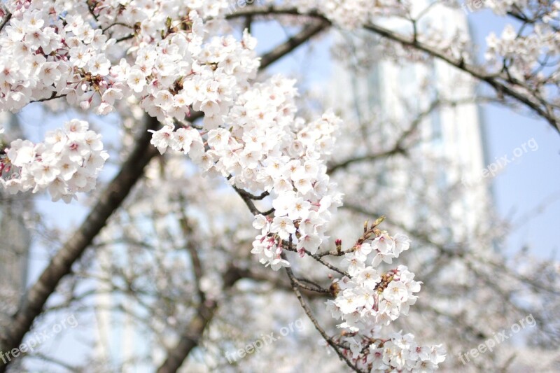 Cherry Flowers Cherry Blossoms Tree Nature Wood Landscape