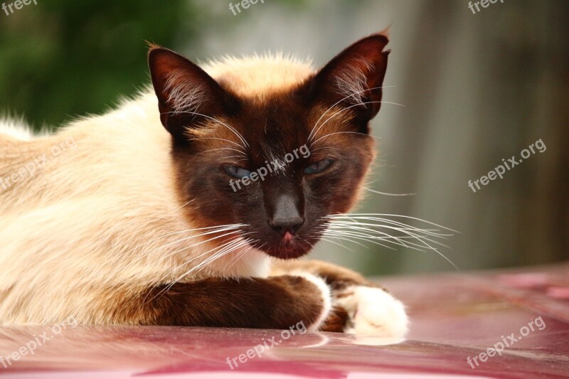 Cat Mieze Siamese Cat Siamese Breed Cat