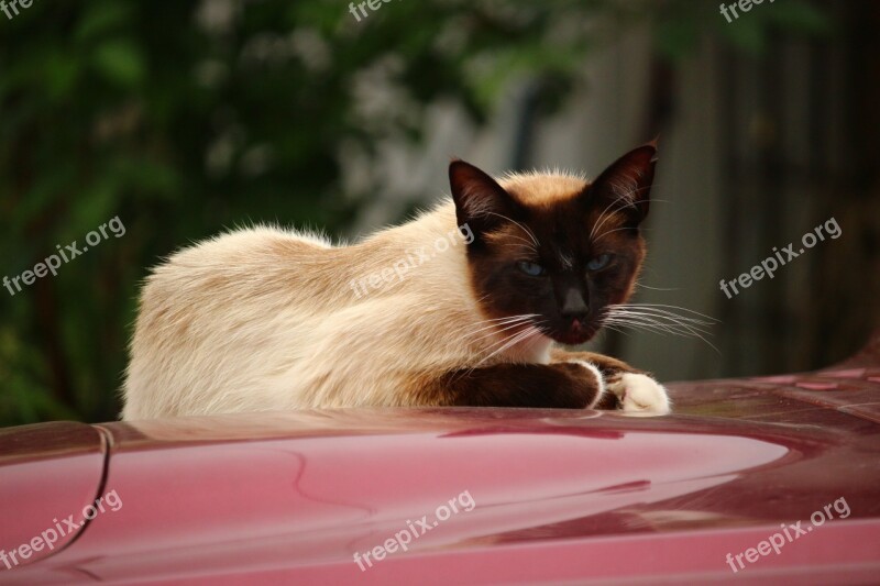 Cat Mieze Kitten Breed Cat Siamese Cat