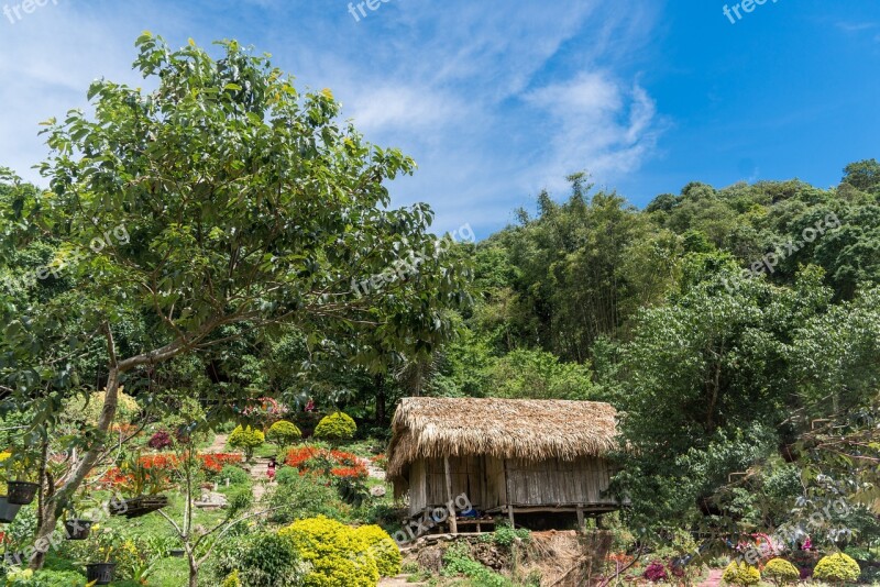 Chiang Mai Thailand Asia Garden Flowers