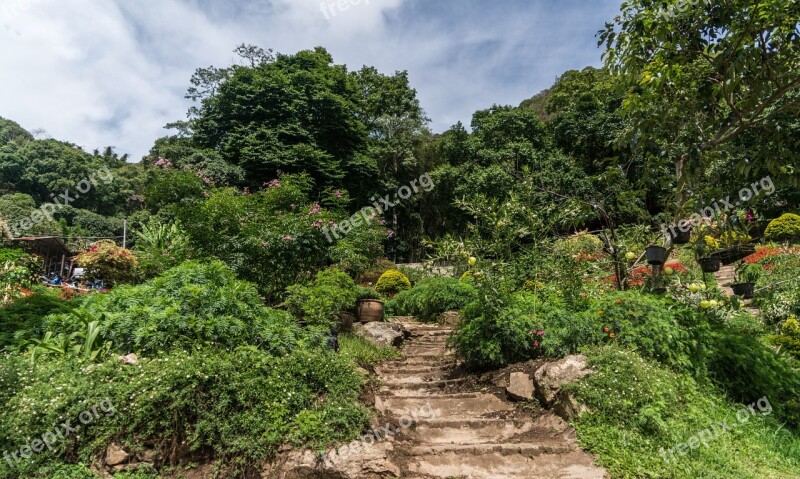 Chiang Mai Thailand Asia Garden Flowers