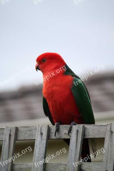 Parrot Bird King Parrot Australian King Parrot Wildlife