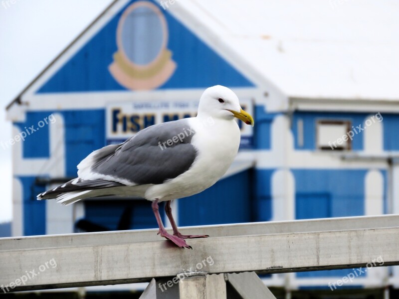 Seagull Fish Market Sea Harbour Marine