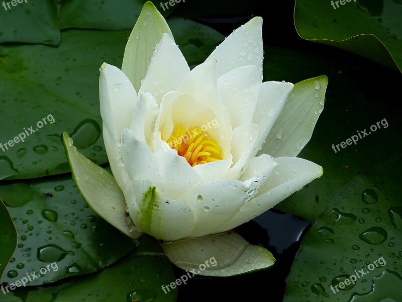 Water Lily White Green Water Aquatic Plant