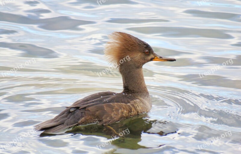 Water Fowl Bird Birding Fowl Waterfowl