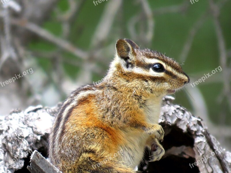 Chipmunk Wildlife Nature Cute Free Photos