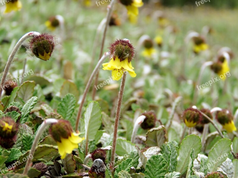 Wildflower Mountain Flower Nature Flower Summer