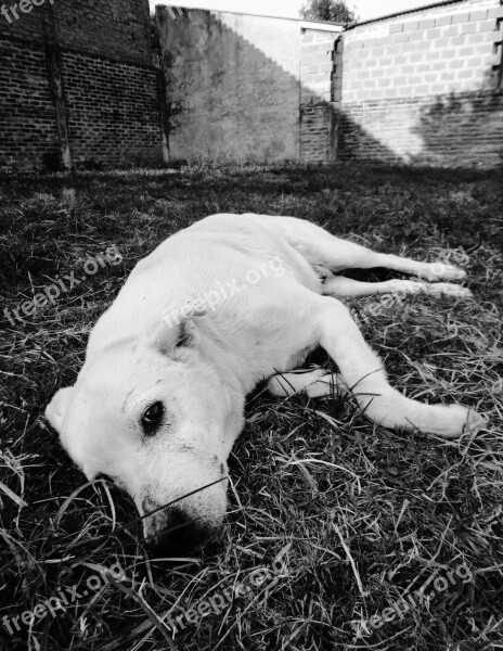 Dog Sadness I Long In Black And White Photography