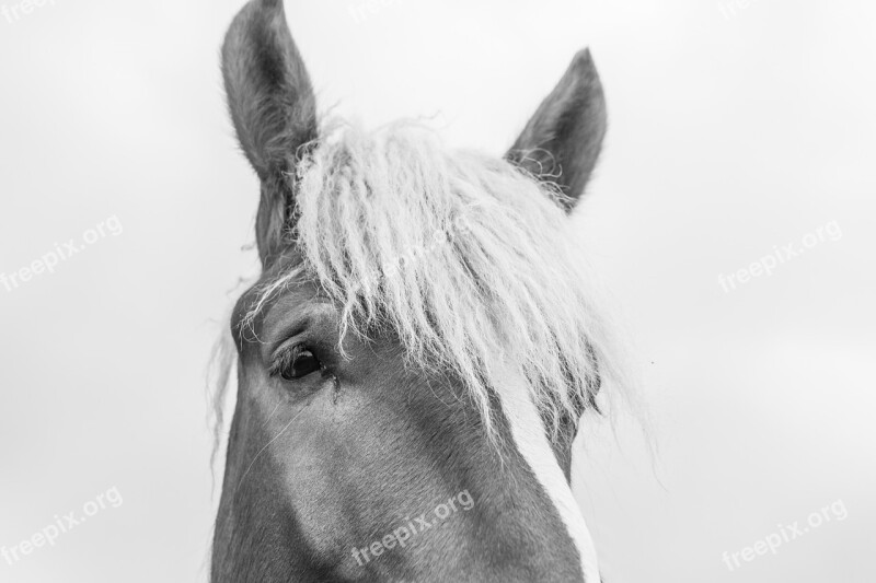 Horse Head Animal Horses Landscape