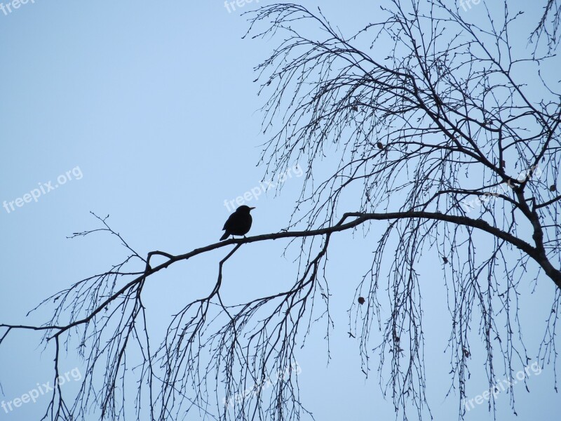 Bird Black Blue Sky Tree