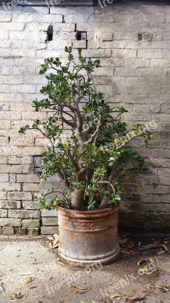 Crassula Ovata Potted Plant Money Tree Succulent Rustic