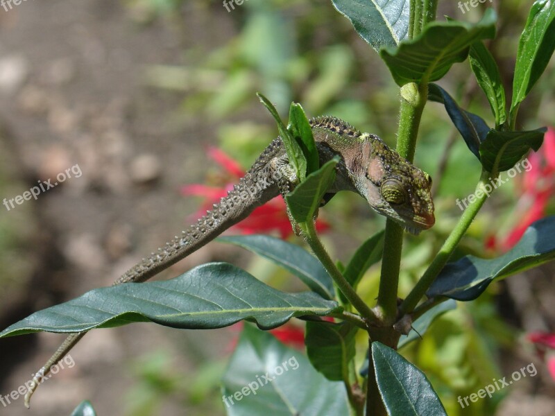 Chameleon Plant Nature Green Lizard