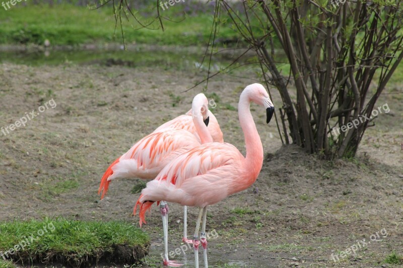 Birds Pink Flamingo Exotic Fauna Zoo